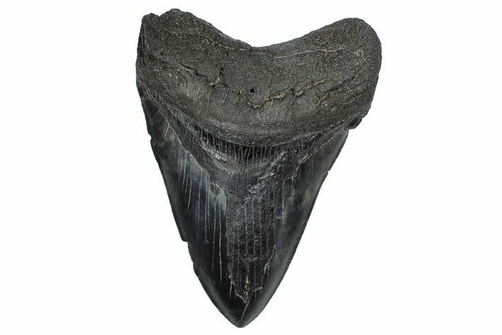 Fossil Megalodon Tooth - South Carolina #360779